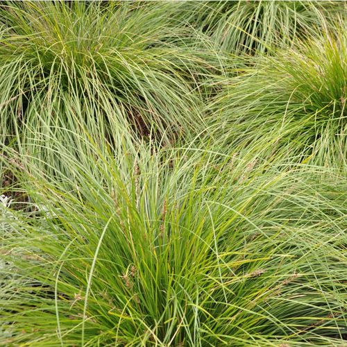 Lady Tanika® Lomandra longifolia ‘LM360’<span class="pbr-text">PBR</span> - Image 4