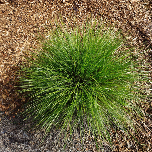 Lady Tanika® Lomandra longifolia ‘LM360’<span class="pbr-text">PBR</span> - Image 2