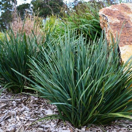 Savanna Blue™ Lomandra Filiformis 'LMF500' <span class="pbr-text">PBR</span> - Image 3