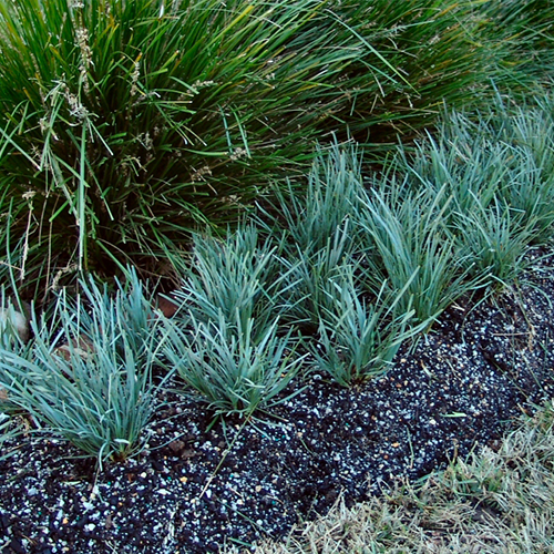Savanna Blue™ Lomandra Filiformis 'LMF500' <span class="pbr-text">PBR</span> - Image 2