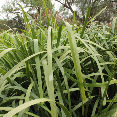 Tropic Cascade™ Lomandra hystrix ‘LHWP’<span class="pbr-text">PBR</span> - Image 4