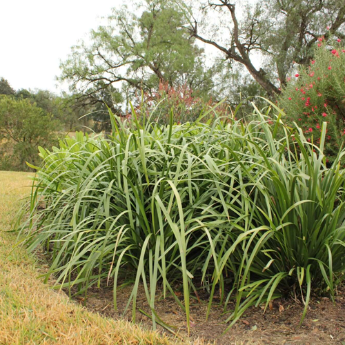Tropic Cascade™ Lomandra hystrix ‘LHWP’<span class="pbr-text">PBR</span> - Image 5