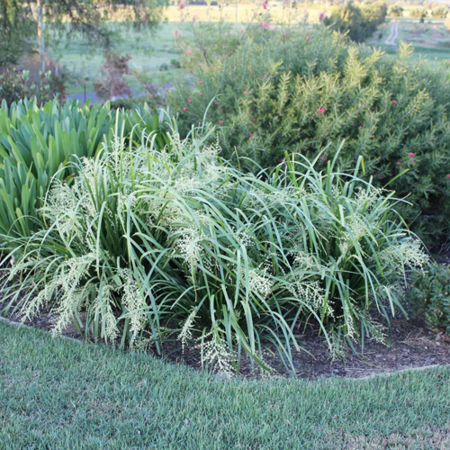 Tropic Cascade™ Lomandra hystrix ‘LHWP’<span class="pbr-text">PBR</span> - Image 2
