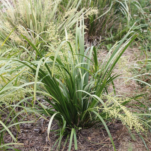 Tropic Cascade™ Lomandra hystrix ‘LHWP’<span class="pbr-text">PBR</span> - Image 3