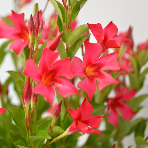 <small>Aloha Mandevilla</small> <br>Pink Princess <span class="pbr-text">PBR</span> - Image 2