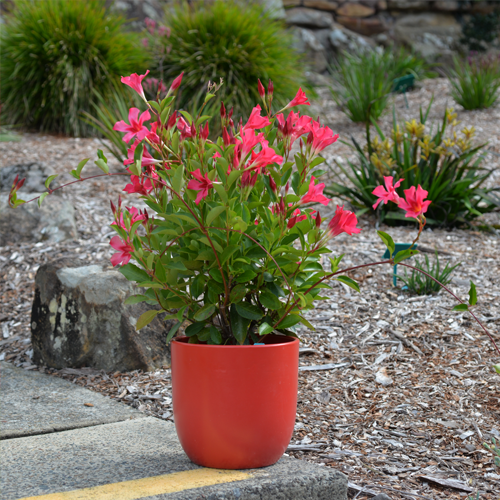 <small>Aloha Mandevilla</small> <br>Pink Princess <span class="pbr-text">PBR</span> - Image 3