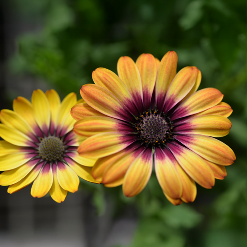 Popeye's Orange - Image 2