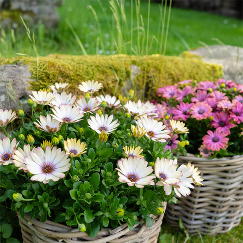 Popeye's Orange - Image 3