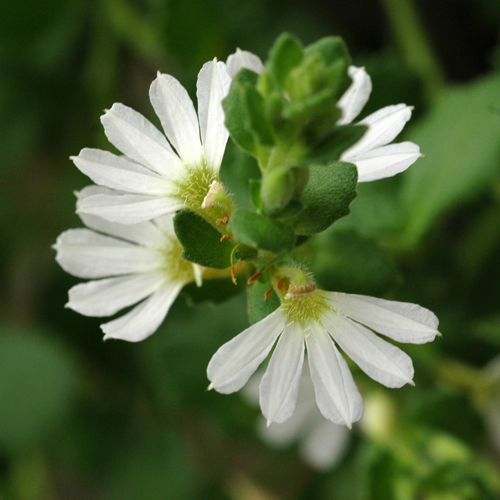 Scaevola White Carpet - Image 3