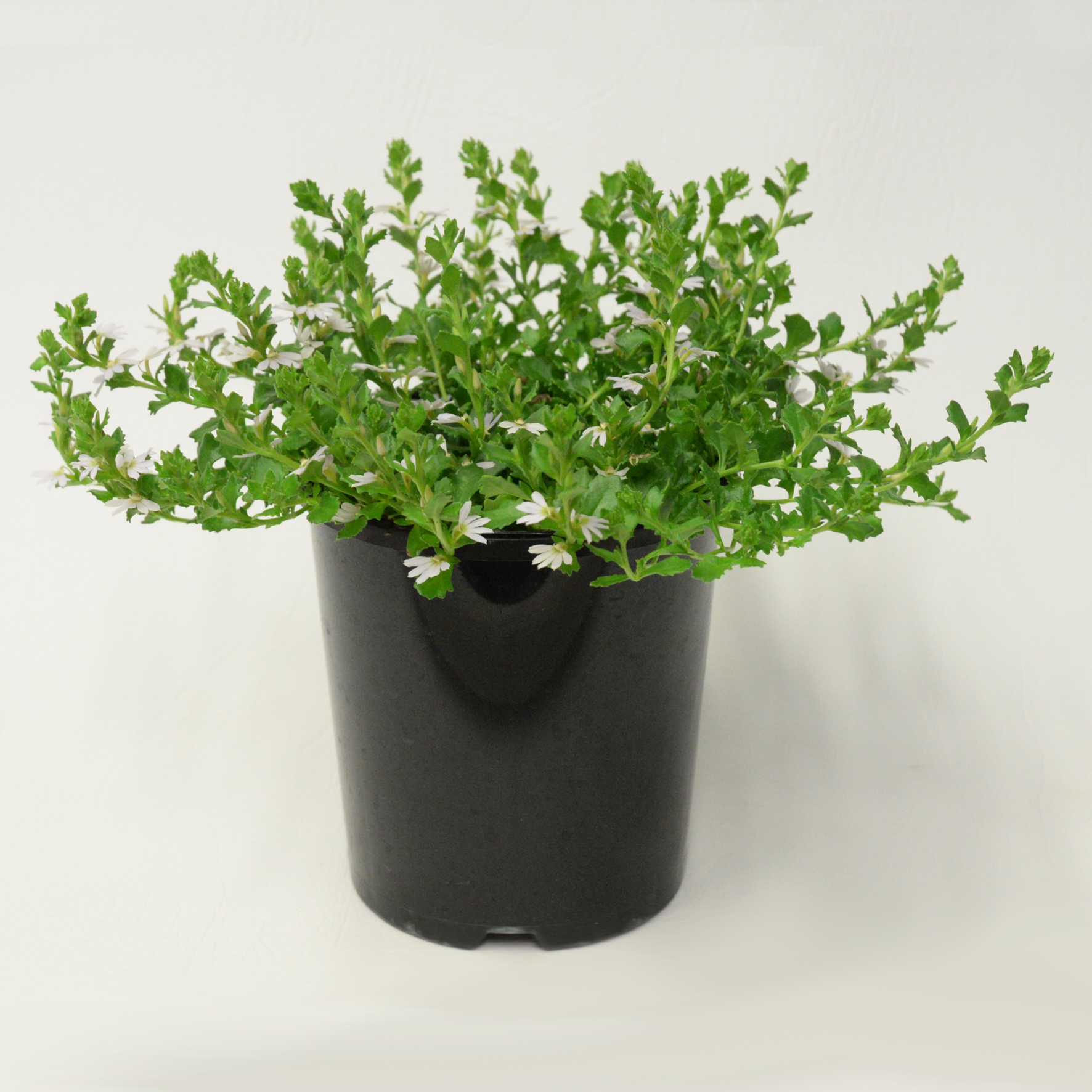 Scaevola White Carpet - Image 2