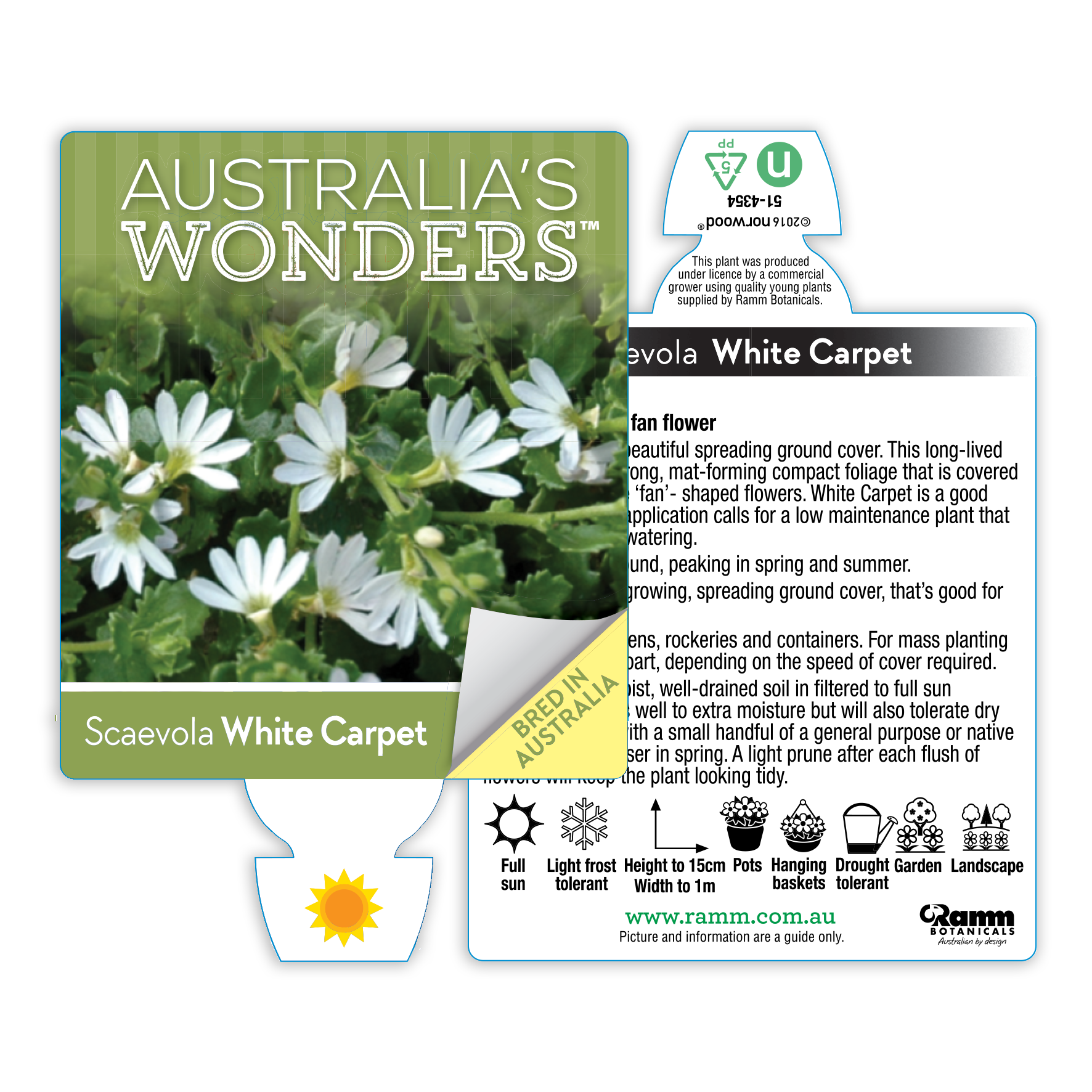 Scaevola White Carpet - Image 4