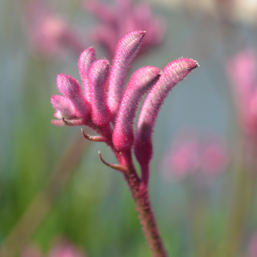 Bush Flamingo <span class="pbr-text">PBR</span><br>Kangaroo Paw