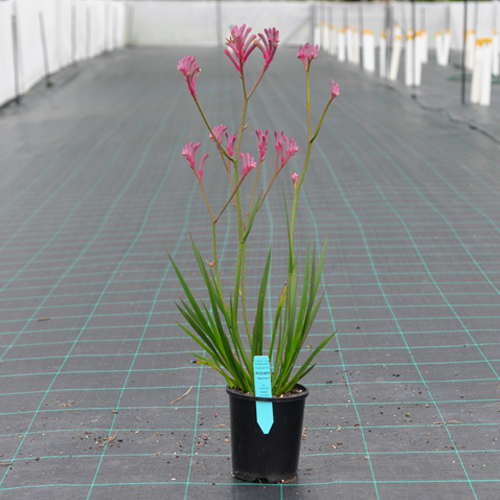 Bush Flamingo <span class="pbr-text">PBR</span><br>Kangaroo Paw - Image 4