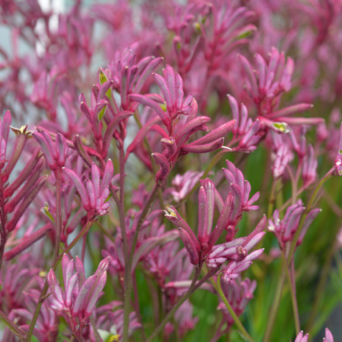 Bush Flamingo <span class="pbr-text">PBR</span><br>Kangaroo Paw - Image 2