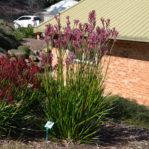 Bush Flamingo <span class="pbr-text">PBR</span><br>Kangaroo Paw - Image 3