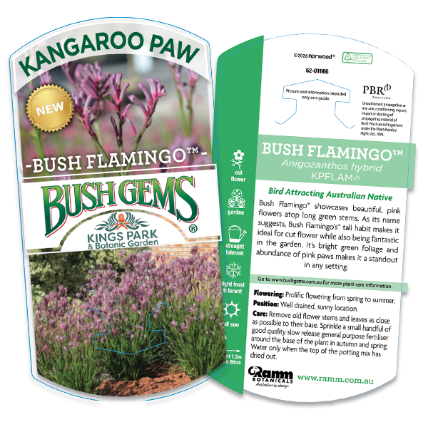 Bush Flamingo <span class="pbr-text">PBR</span><br>Kangaroo Paw - Image 5