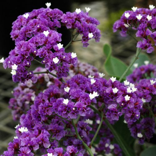 Perennials Hero